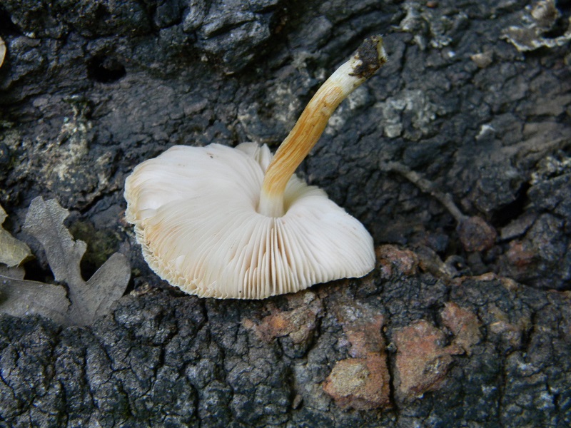 18) Fotogr.il 23.07.2013. sotto Quercia