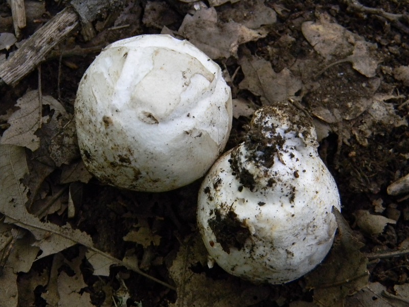 19) Fotogr. il 23.07.2013. sotto Queercia