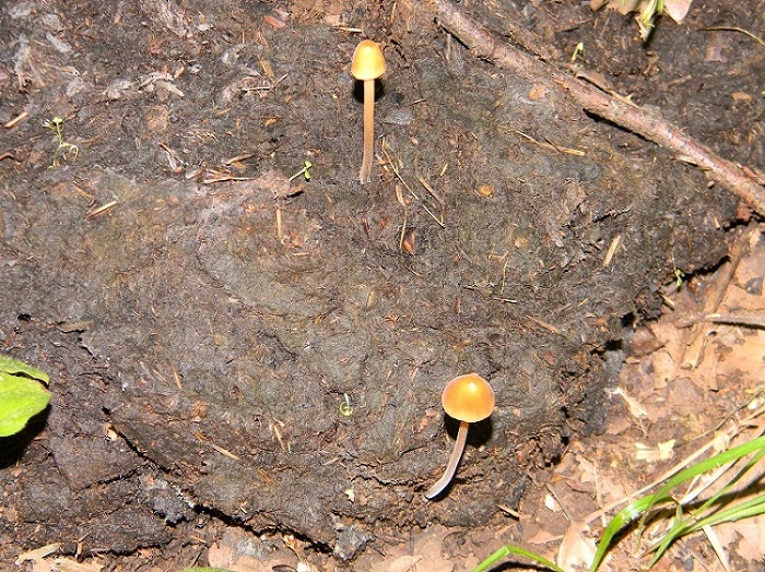 14) Fotogr. il 23.07.2013. sotto Quercia