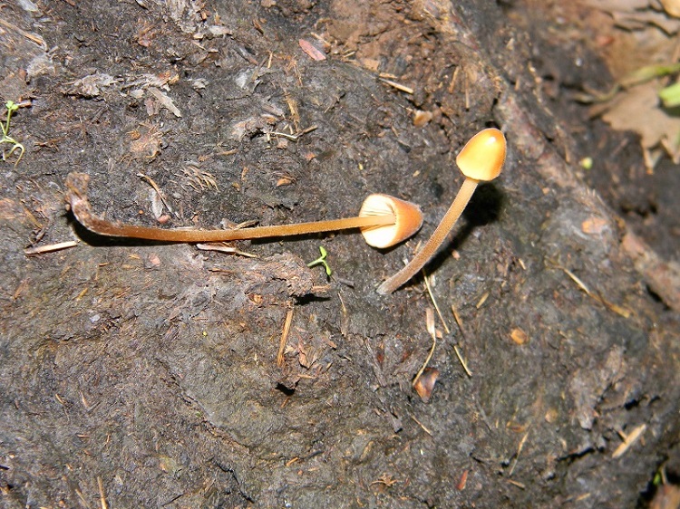 14) Fotogr. il 23.07.2013. sotto Quercia