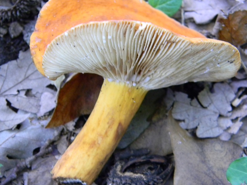 23) Fotogr. il 23.07.2013. sotto Quercia