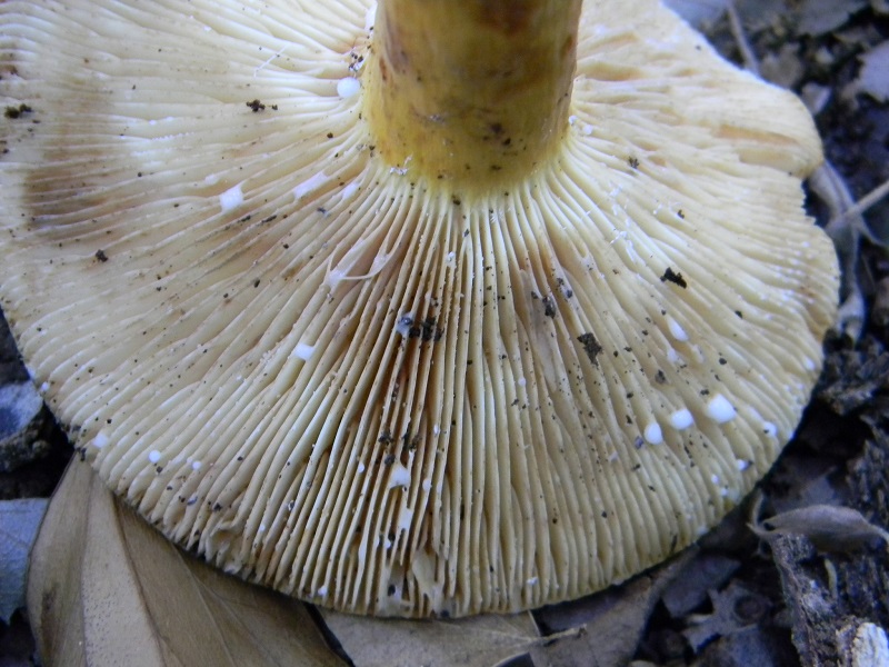 23) Fotogr. il 23.07.2013. sotto Quercia