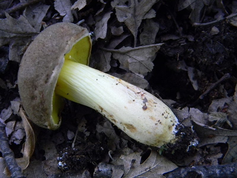 22) Fotogr. il 23.07.2013. sotto Quercia