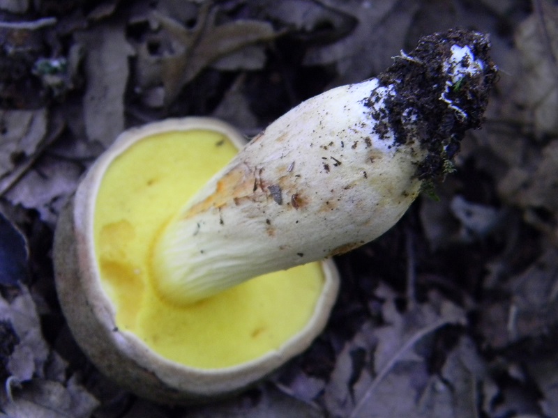 22) Fotogr. il 23.07.2013. sotto Quercia