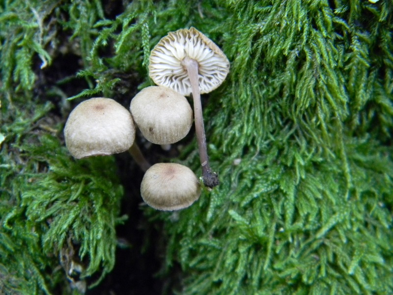 9) Fotogr. il 23.07.2013. sotto Quercia