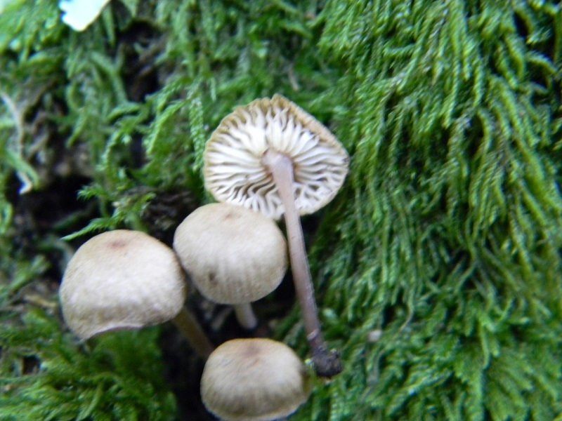 9) Fotogr. il 23.07.2013. sotto Quercia