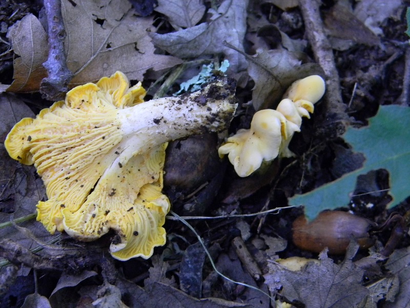 15) Fotogr. il 23.07.2013. sotto Quercia