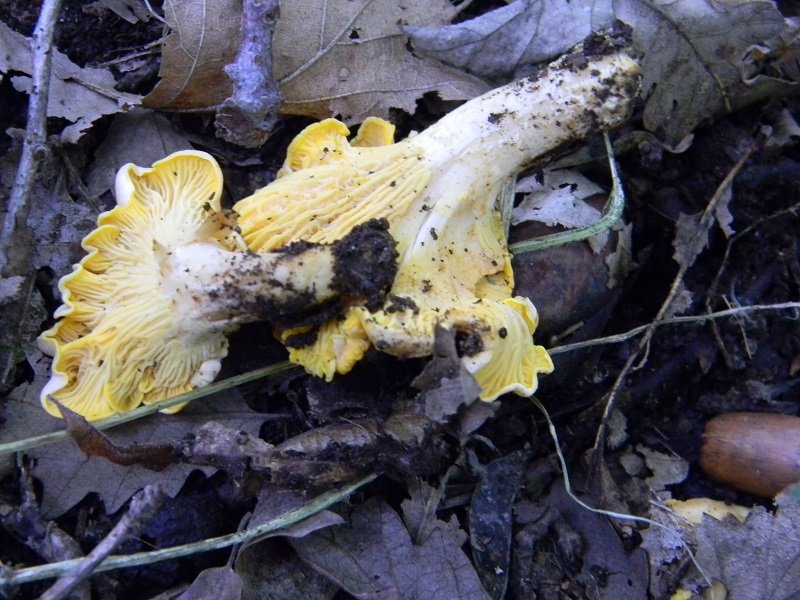 15) Fotogr. il 23.07.2013. sotto Quercia