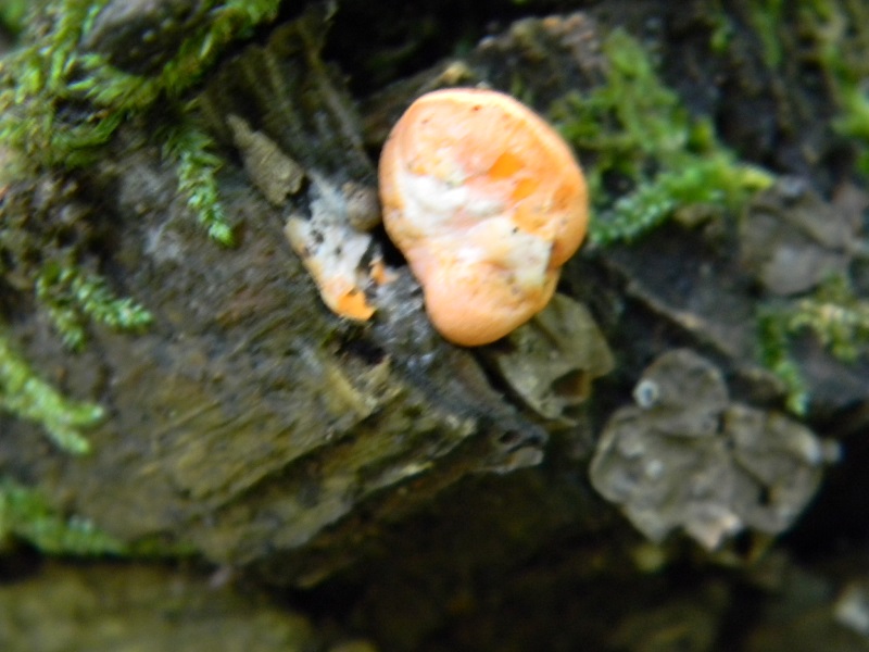 10) Fotogr. il 23.07.2013. sotto Quercia