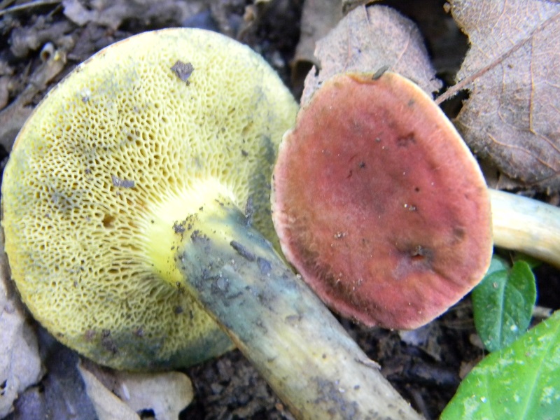 25) Fotogr. il 23.07.2013. sotto Quercia