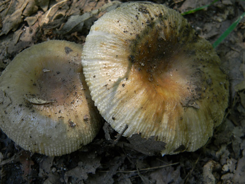 13) Fotogr. il 23.07.2013. sotto Quercia