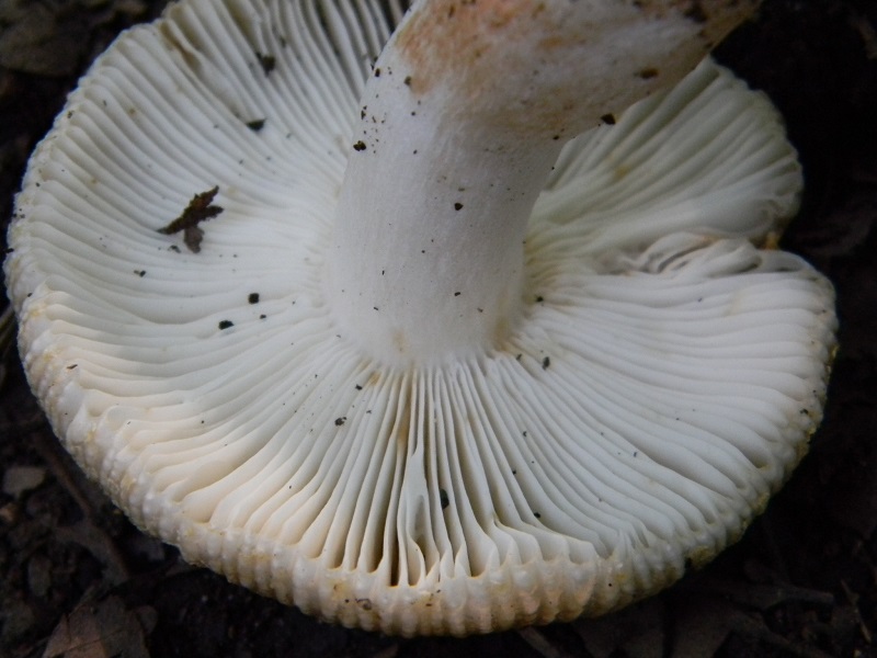 13) Fotogr. il 23.07.2013. sotto Quercia