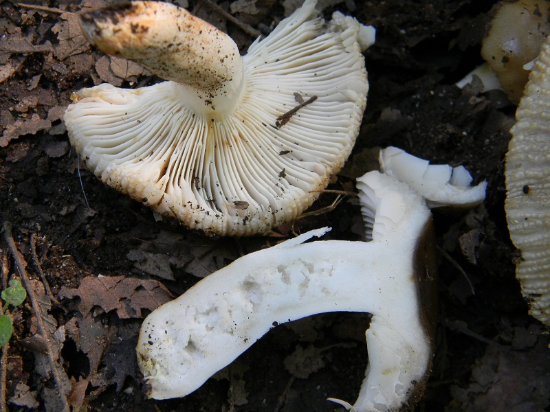 13) Fotogr. il 23.07.2013. sotto Quercia