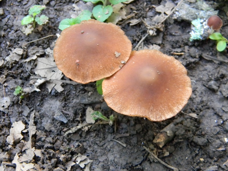 2) Fotogr. il 23.07.2013. sotto Quercia