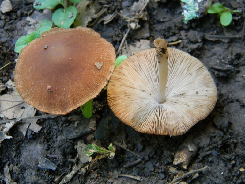 2) Fotogr. il 23.07.2013. sotto Quercia