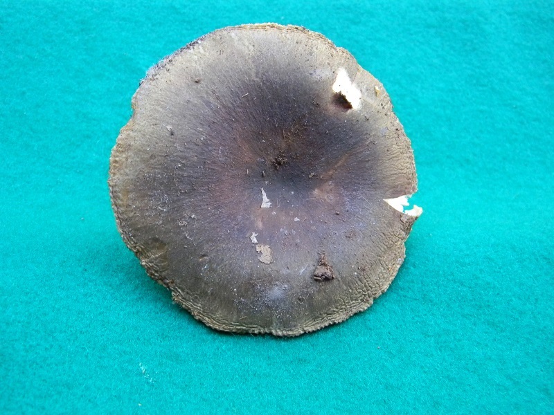 3) Fotogr. il 23.07.2013. sotto Quercia