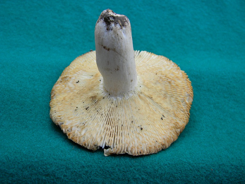 3) Fotogr. il 23.07.2013. sotto Quercia