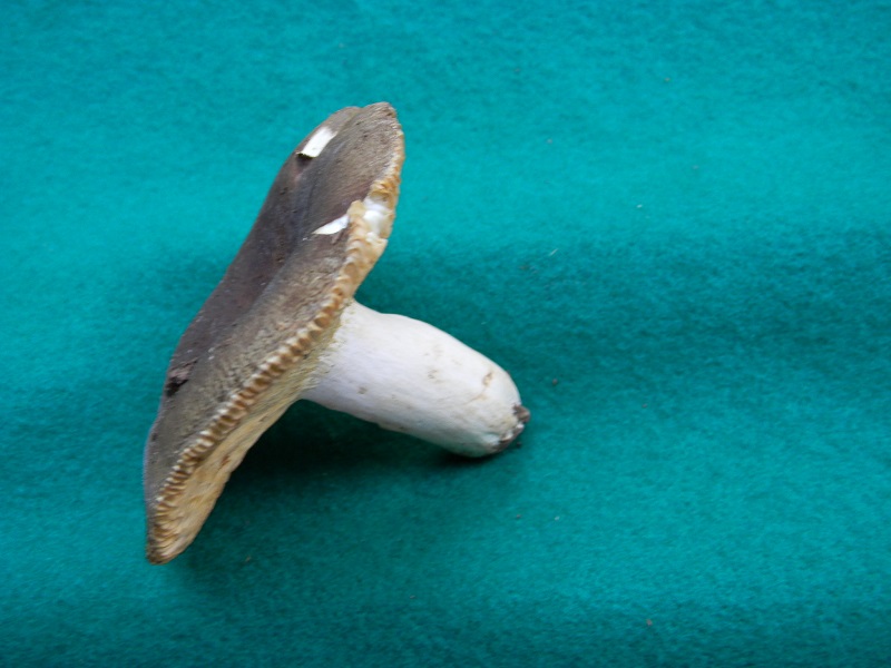 3) Fotogr. il 23.07.2013. sotto Quercia