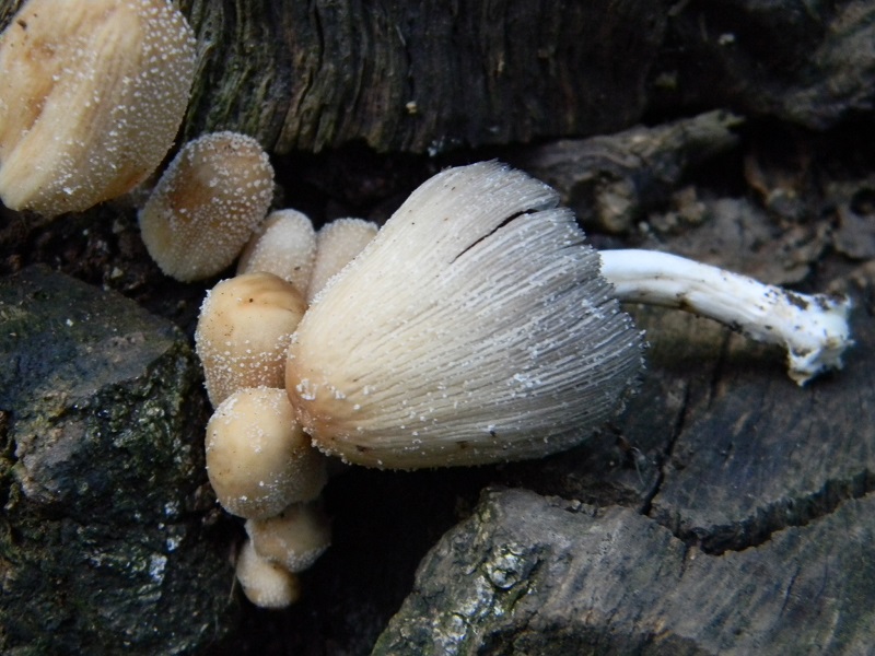 1) Fotog. il 26.07.2013. sotto Quercia