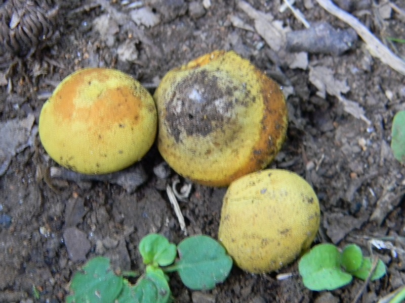 2) Fotogr. il 26.07.2013. sotto Quercia