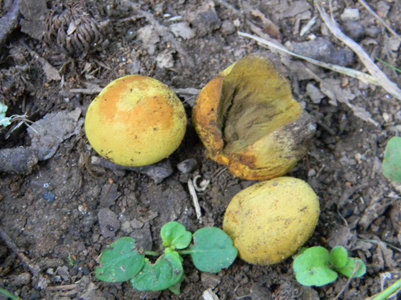 2) Fotogr. il 26.07.2013. sotto Quercia