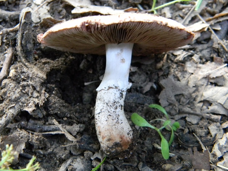 15) Fotogr. il 26.07.2013. sotto Quercia