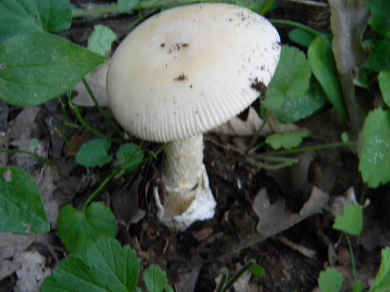 17) Fotogr. il 26.07.2013. sotto Quercia