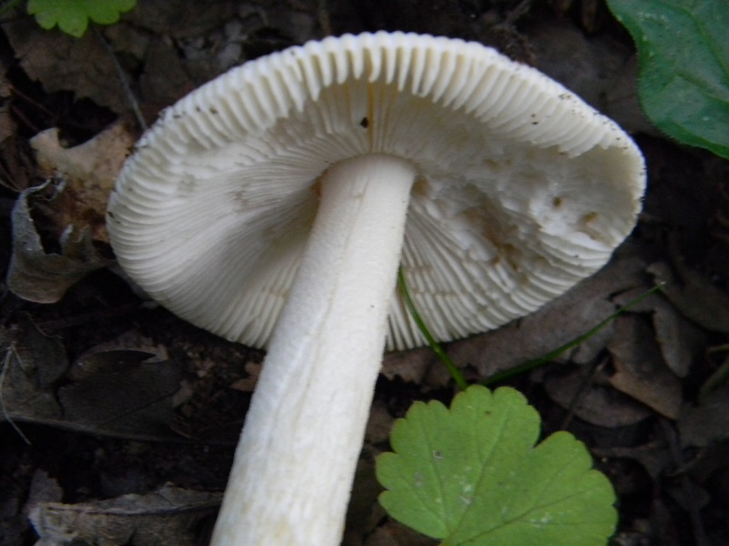 17) Fotogr. il 26.07.2013. sotto Quercia