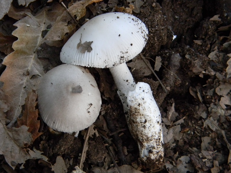 14) Fotogr. il 26.07.2013. sotto Querca