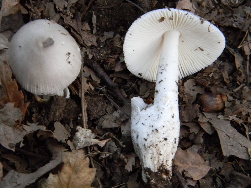 14) Fotogr. il 26.07.2013. sotto Querca