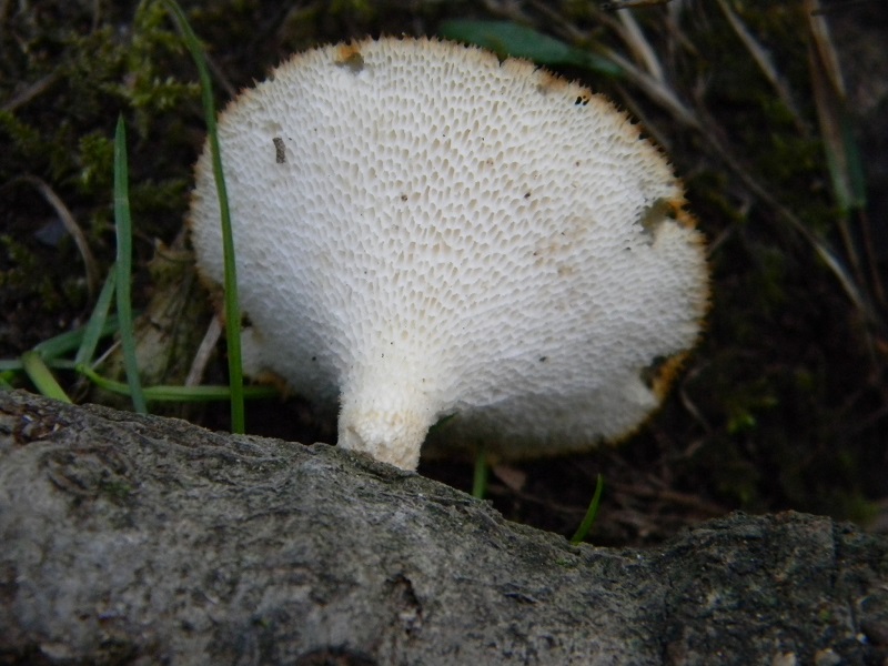 5) Fotogr. il 26.07.2013. sotto Quercia