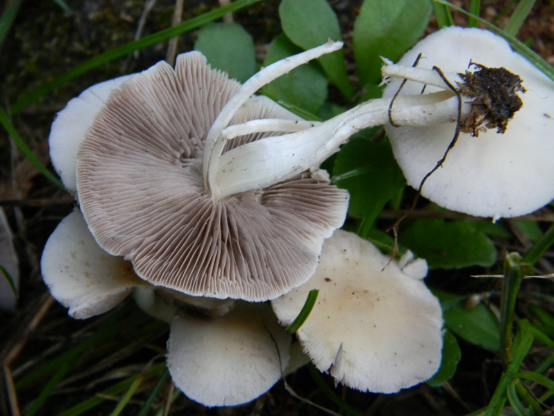 7) Fotogr. il 26.07.2013. sotto Quercia