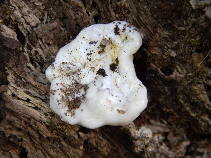 6) Fotogr. il 26.07.2013. sotto Quercia