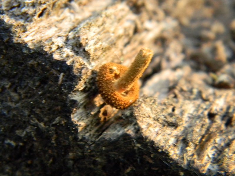 3) Fotogr. il 26.07.2013. sotto Quercia