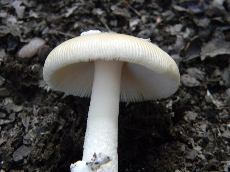 13) Fotogr. il 26.07.2013. sotto Quercia