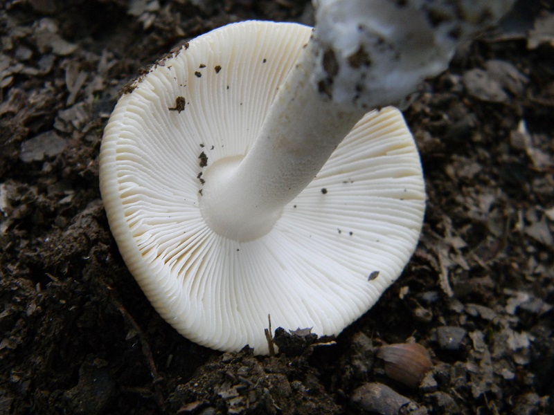 13) Fotogr. il 26.07.2013. sotto Quercia