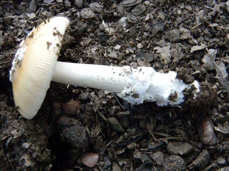 13) Fotogr. il 26.07.2013. sotto Quercia