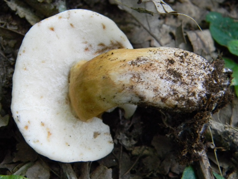 25) Fotogr. il 26.07.2013. sotto Quercia