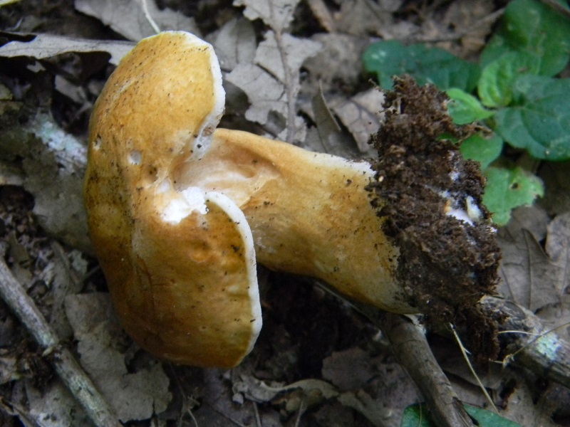 25) Fotogr. il 26.07.2013. sotto Quercia