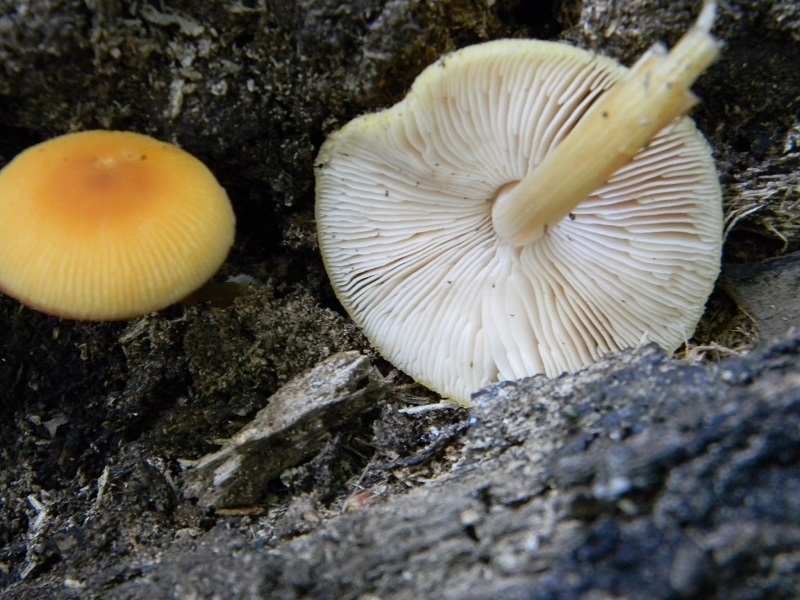 18) Fotogr.il 26.07.2013. sotto Quercia