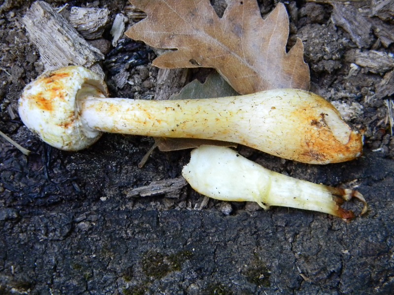 19) Fotogr. il 26.07.2013. sotto Quercia