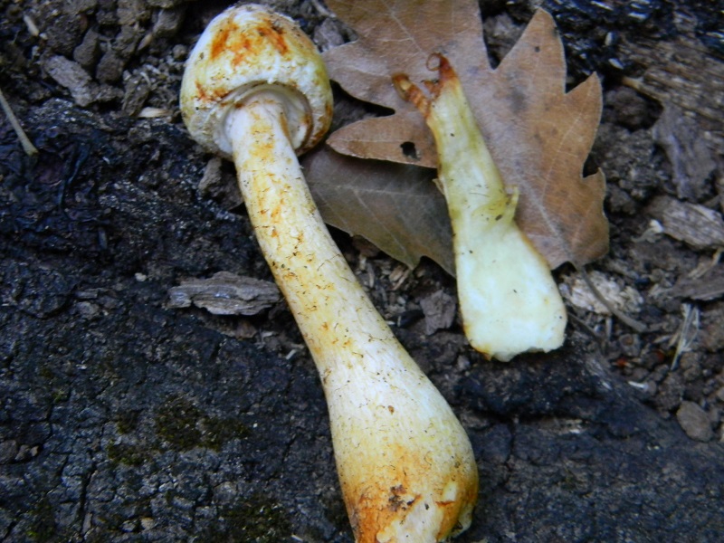 19) Fotogr. il 26.07.2013. sotto Quercia