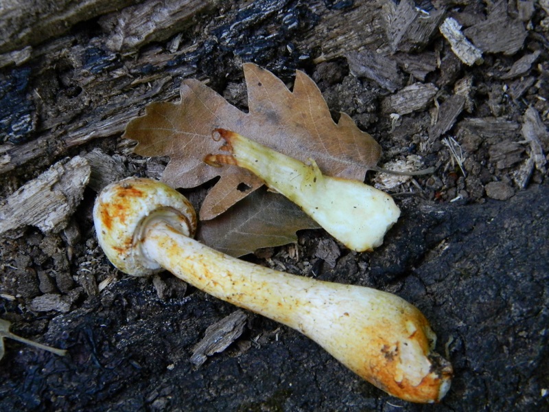 19) Fotogr. il 26.07.2013. sotto Quercia