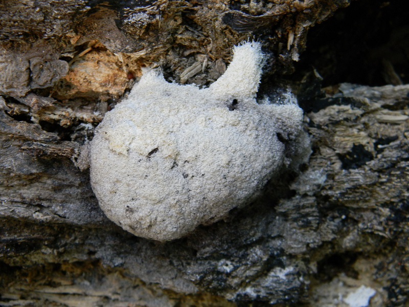 12) Fotogr. il 26.07.2013. sotto Quercia