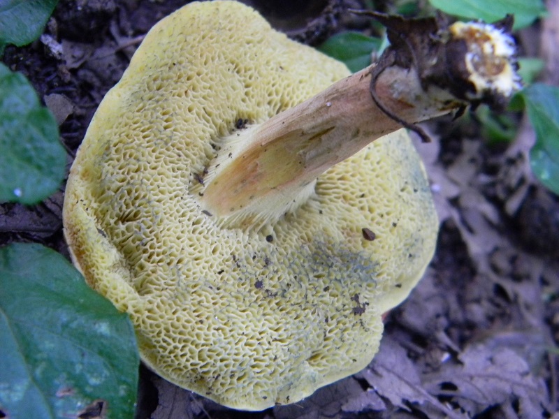 26) Fotogr. il 26.07.2013. sotto Quecia