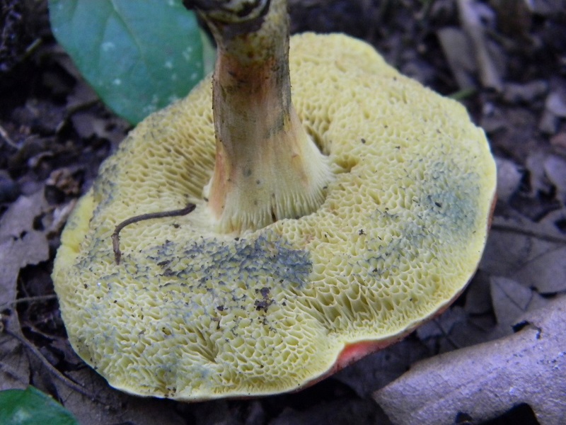 26) Fotogr. il 26.07.2013. sotto Quecia