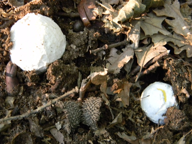 29) Fotogr. il 26.07.2013. sotto Quercia