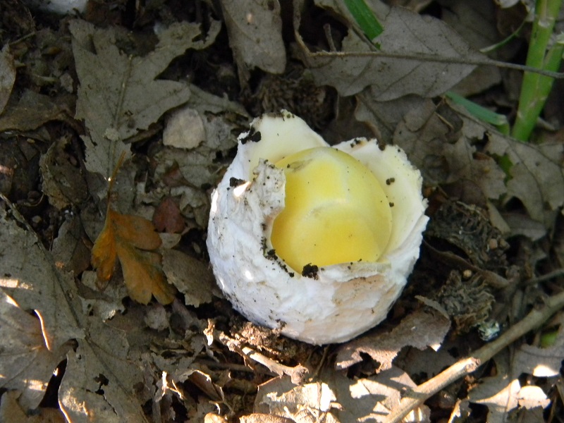 29) Fotogr. il 26.07.2013. sotto Quercia