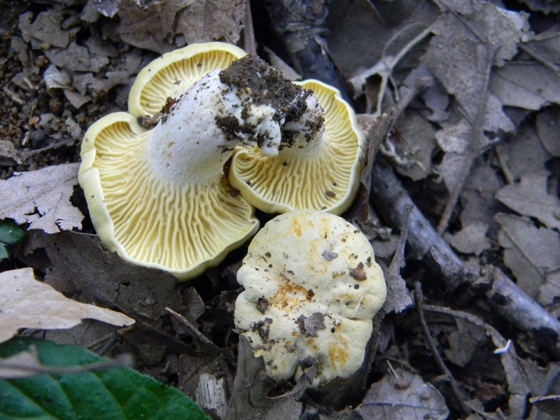 22) Fotogr. il 26.07.2013. sotto Quercia