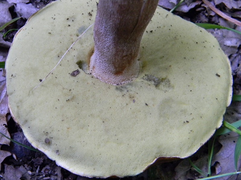 20) Fotogr. il 26.07.2013. sotto Quercia